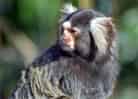 動物図鑑・コモンマーモセットの写真 5